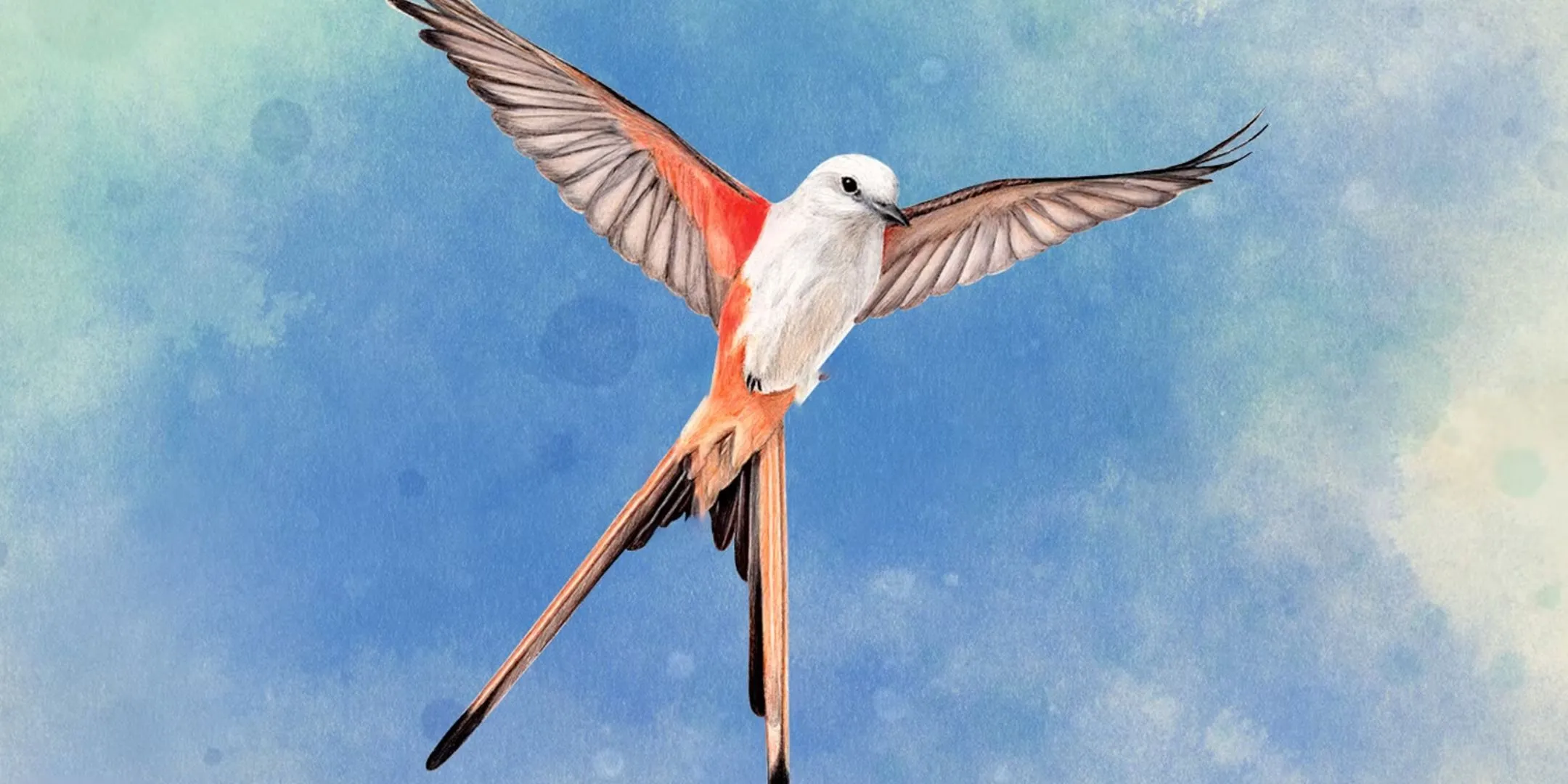Hình ảnh chim trên bìa hộp game Wingspan